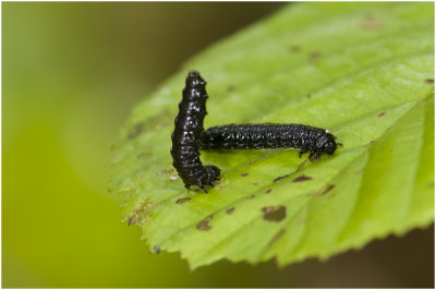 larven van het Elzenhaantje - Agelastica alni