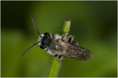 Wilde bij - Zandbij - Andrena spec.