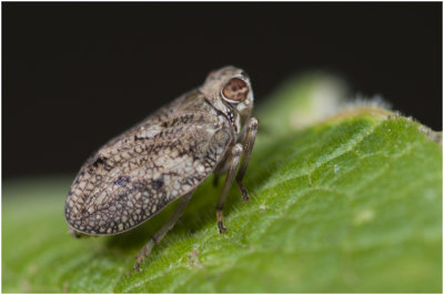 bruine Cicade - Issus coleoptratus