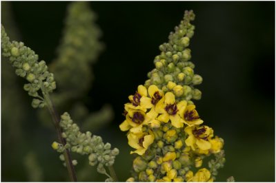 Zwarte toorts - Verbascum nigrum