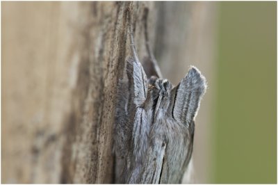 grauwe Monnik - Cucullia umbratica - detail kop