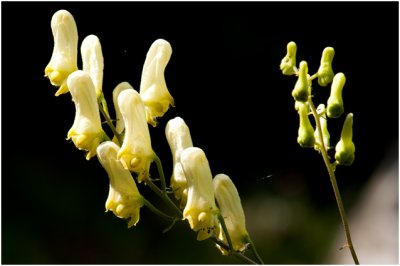 gele Monnikskap - Aconitum vulparia