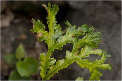 Krulvaren - Nephrolepis exeltata 