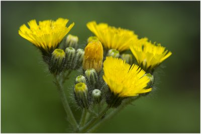 Weidehavikskruid - Hieracium praealtum