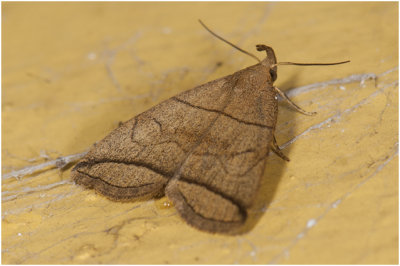 Boogsnuituil - Herminia grisealis