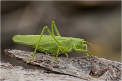 grote groene Sabelsprinkhaan - Tettigonia viridissima - man - male