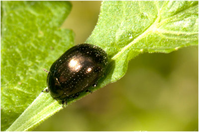 Oosters Goudhaantje - Chrysolina oricalcia