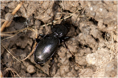 Rondhalszwartschild loopkever - Pterostichus madidus