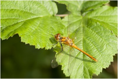 bloedrode Heidelibel - Sympetrum sanguineum - vrouwtje