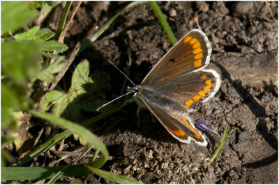 bruin Blauwtje - Aricia agestis - man - male