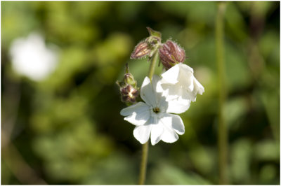 Avondkoekoeksbloem - Silene latifolia