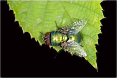 Groene keizersvlieg - Lucilia caesar