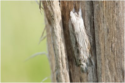 grauwe Monnik - Cucullia umbratica