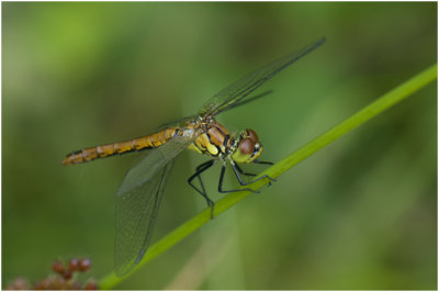 bloedrode Heidelibel - Sympetrum sanguineum - vrouwtje - female