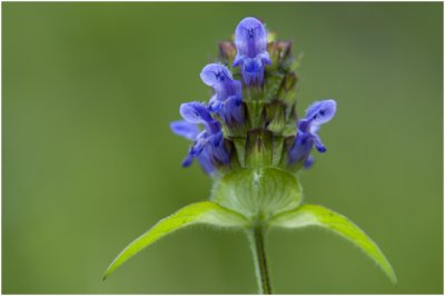 gewone Brunel - Prunella vulgaris 