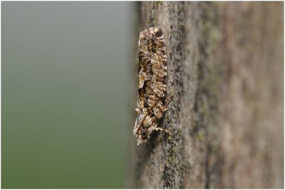 Grootkopbladroller - Zeiraphera isertana