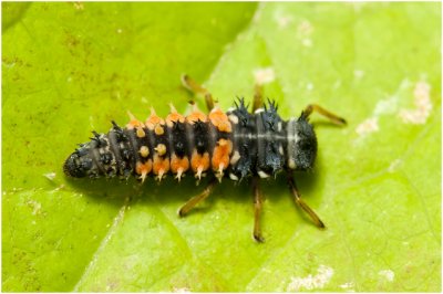 larve van het Veelkleurig Aziatisch Lieveheersbeestje - Axyridis