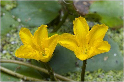 Watergentiaan - Nymphoides peltata