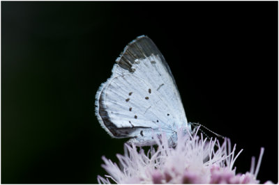 Boomblauwtje - Celastrina argiolus