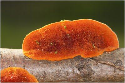Vermiljoenhoutzwam - Pycnoporus cinnabarinus