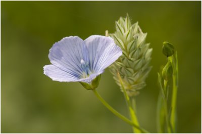 Vlas - Linum usitatissimum