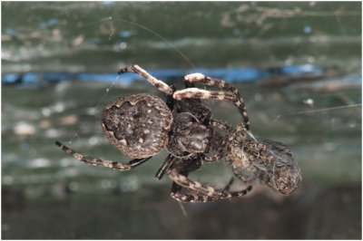 Wielspin - Araneus umbraticus