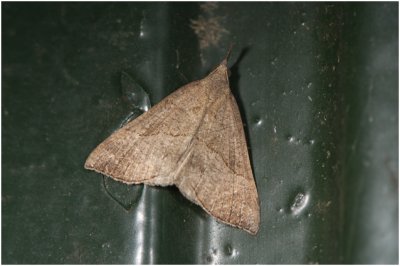 bruine Snuituil - Hypena proboscidalis