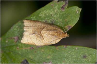 Cirkelbladroller - Clepsis rurinana