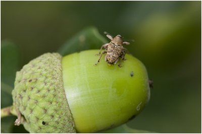 Eikelboorder - Curculio glandium - op de Zomereik