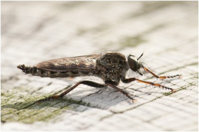 Roofvlieg - Machimus atricapillus - mannetje