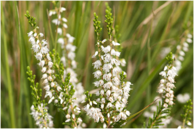 witte Struikheide - Calluna vulgaris