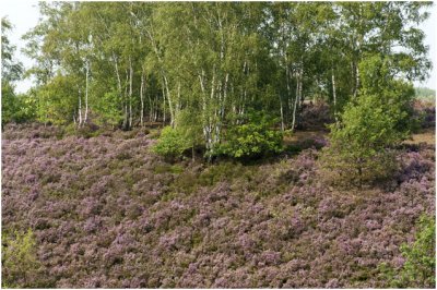 Mechelse Heide