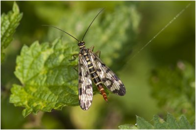 gewone Schorpioenvlieg - Panorpa communis