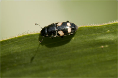 Glanskeversoort - Glischrochilus quadrisignatus