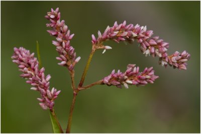 Perzikkruid - Persicaria maculosa