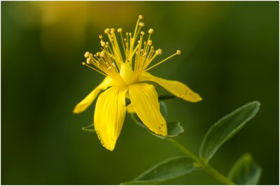 Sint-Janskruid - Hypericum perforatum