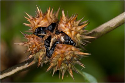 Doornappel - Datura stramonium