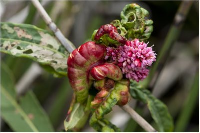 Veenwortelgalmug - Wachtliella persicariae