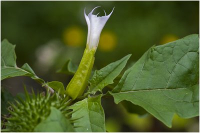 Doornappel - Datura stramonium