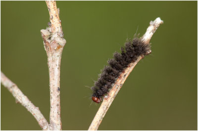 rups van de Phegeavlinder  - Amata phegea