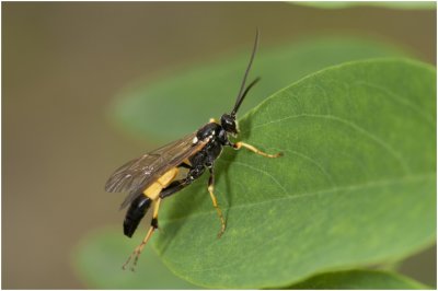 Sluipwespensoort - Ichneumonidae