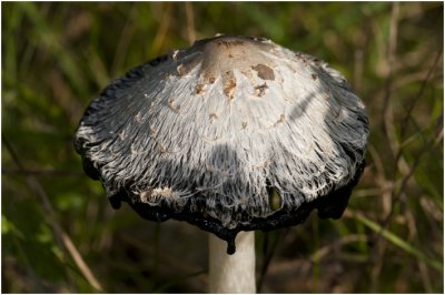 geschubde Inktzwam - Coprinus comatus