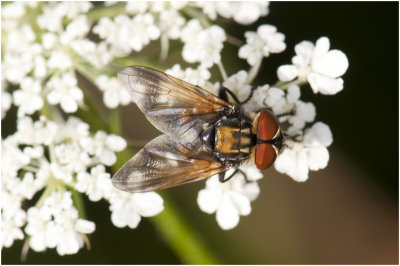 Sluipvliegensoort - Phasia aurigera