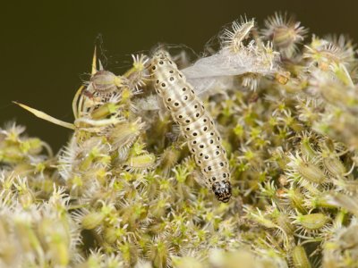 Bruidsmot - Sitochroa palealis 