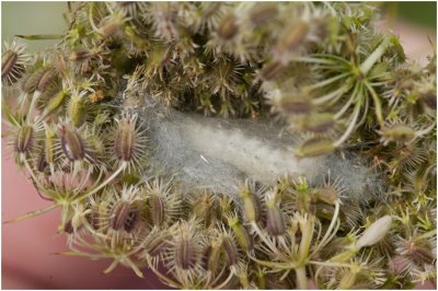 Bruidsmot - Sitochroa palealis 