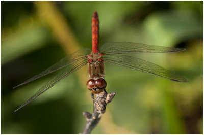 bloedrode Heidelibel - Sympetrum sanguineum - man - male