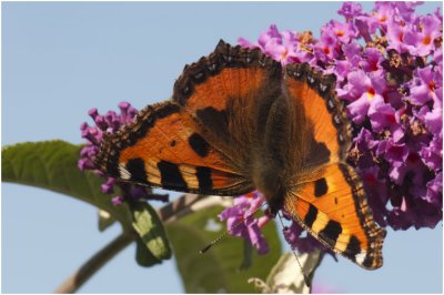 kleine Vos - Aglais urticae