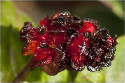 wilde Kamperfoeli - Lonicera periclymenum 