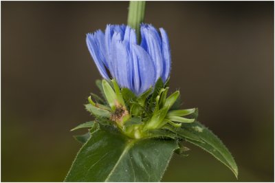 wilde Cichorei - Cichorium intybus