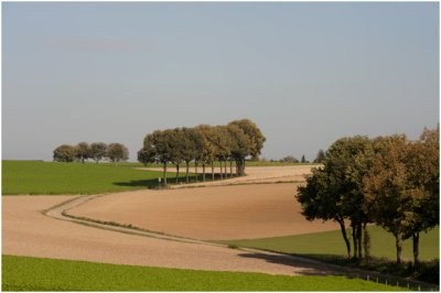 bomen in het landschap